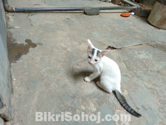 বিড়াল